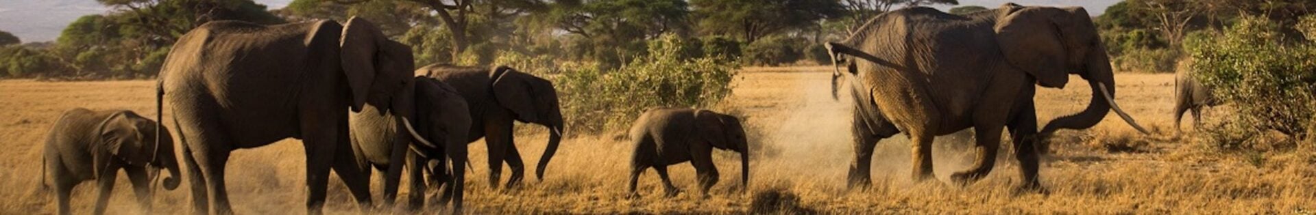 Afrika Safari Perfect Tour