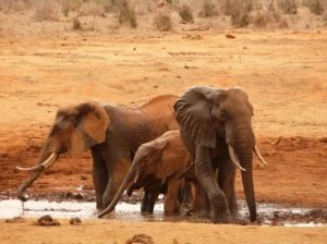 Elefanten Tsavoost Tsavowest Safari2.JPG Fdad8593 (1)