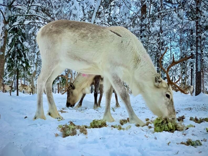 Schneemobil Reise Lappland Perfect Tours (24)