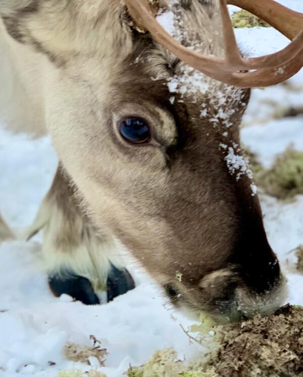 Schneemobil Reise Lappland Perfect Tours (73)