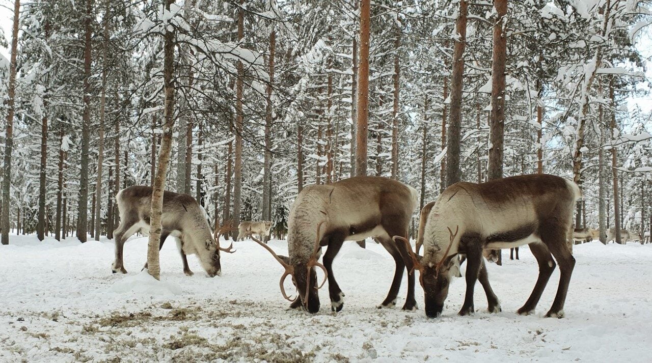 Schneemobil Reise Lappland Perfect Tours (79)