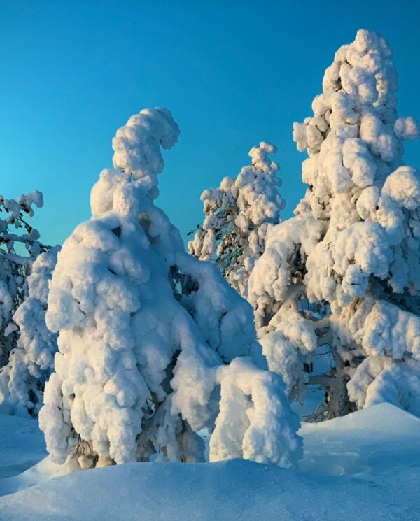 Schneemobil Reise Lappland Perfect Tours (93)