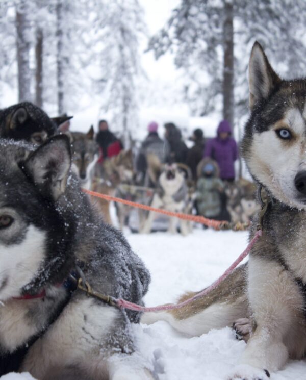 Schneemobi Reise Finnland By Perfect Tours (4)