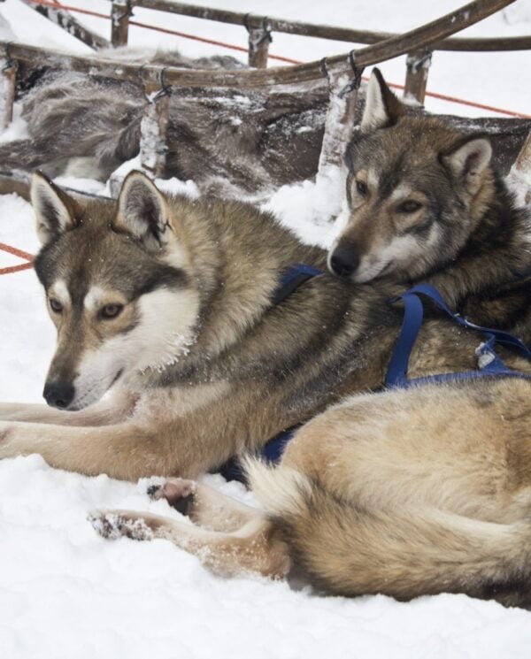 Schneemobi Reise Finnland By Perfect Tours (6)