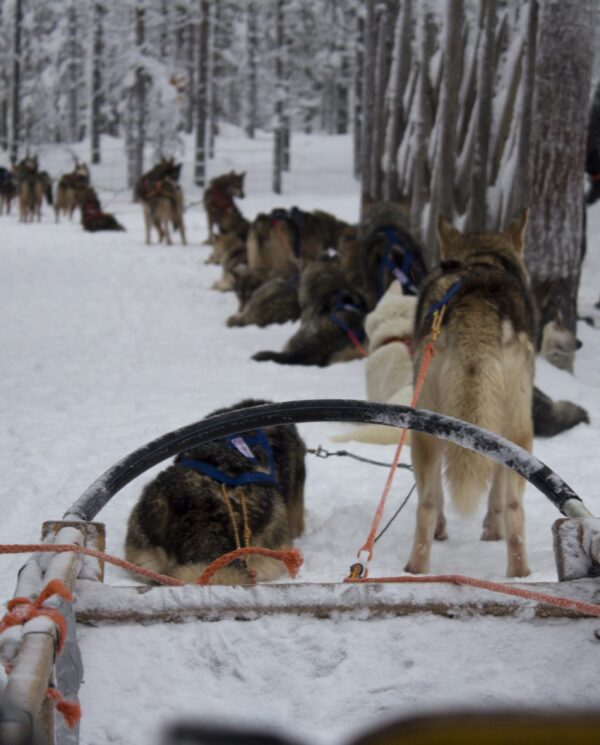 Schneemobi Reise Finnland By Perfect Tours (8)