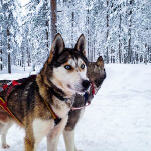 Schneemobil Adventure Perfect Tours Schneemobil Adventure Reisen Finnland (10)