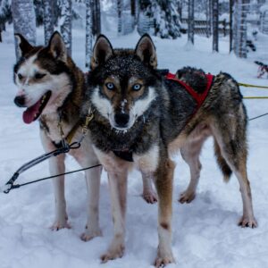 Schneemobil Adventure Perfect Tours Schneemobil Adventure Reisen Finnland (16)