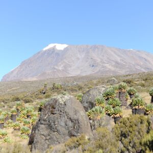 Trekking, Reise, Kilimanjaro, Perfect Tours 1 (12)