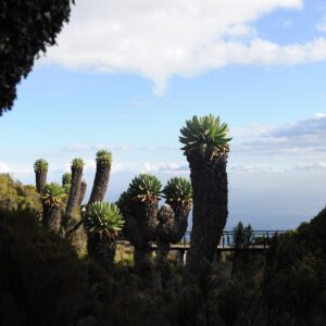 Trekking, Reise, Kilimanjaro, Perfect Tours 1 (15)