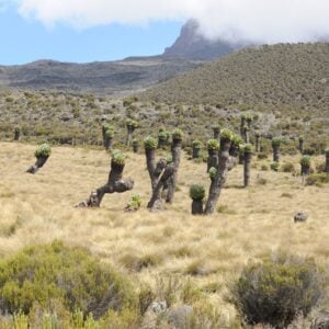 Trekking, Reise, Kilimanjaro, Perfect Tours 1 (18)