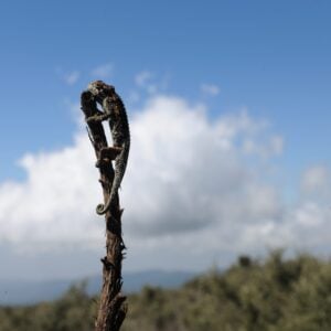 Trekking, Reise, Kilimanjaro, Perfect Tours 1 (26)