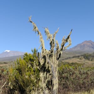 Trekking, Reise, Kilimanjaro, Perfect Tours 1 (27)