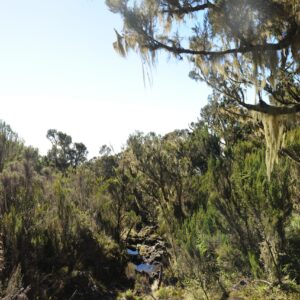 Trekking, Reise, Kilimanjaro, Perfect Tours 1 (28)