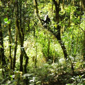 Trekking, Reise, Kilimanjaro, Perfect Tours 1 (1)