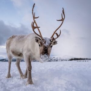 Schneemobil Adventure - Perfect Tours - Schneemobil Adventure Reisen - Finnland - Safari - Tour - Lappland