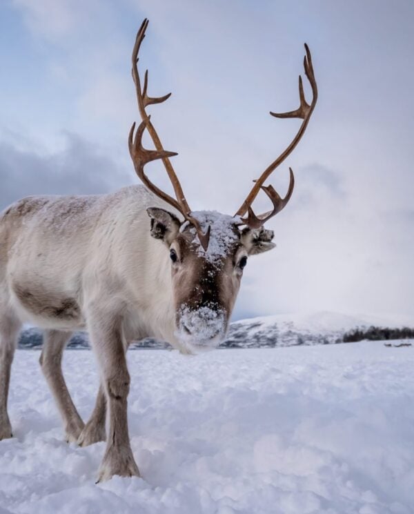Schneemobil Adventure - Perfect Tours - Schneemobil Adventure Reisen - Finnland - Safari - Tour - Lappland